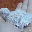 بادجي البينو ابيض صافي 50 ريال