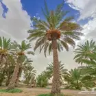 ثمرت نخل صفري البيع
