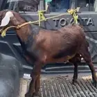 للبيع 2 تيوس اعمارها حول 5 اشهر
