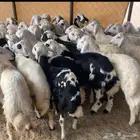 خرفان بلديات مبادي وكرامات ويوجدتوصيل داخل نجران