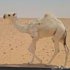 قعود اوضح