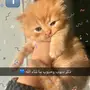 قطط كيتنز بيكي فيس بعمر شهر