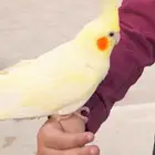 طائر كروان ضائع من يوم الخميس حول مستشفى القريات العام