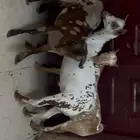 تيوس عمانيه