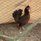 للبيع دجاج عربي دم صافي