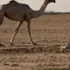 بكره حقه باتليه