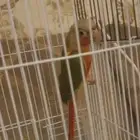 فرخ كنيور عمر شهرين (تم البيع)