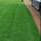 للبيع نجيله خضراء عشب اخضر طبيعي