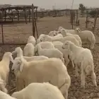 بهم تربية للبيع القنفذة .