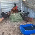 دجاج بلدي بياض