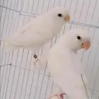 زوج (جوز )روز البينو منتج (تم البيع)