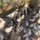 حمام فرنسي