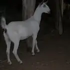 جفره عفرا فاخره
