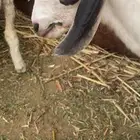 مشروع بيشي فاخر