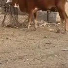 بقره تحتها حسيله