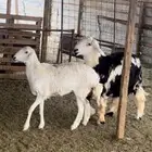 فحل نجدي جذع مشروط تم البيع