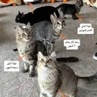 قطط للتبني