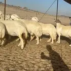 غنم حرش كفو شي فاخر