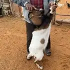 تيس قزمي تشكي