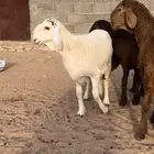 رخال سواكن صنف معرفات و طلي