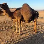 ناقة خلفه مجموع(تم البيع)