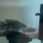 Fish for sale
