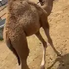 النوع  قعود الصحه  سليم العمر  4