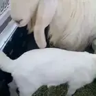 شاتين و ثلاثة تيوس