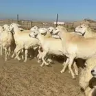 رخال حريات صنف الصنف