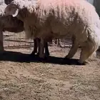 طلي حري صنف الصنف