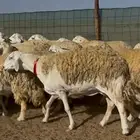 غنم حريات صنف 76 معاها 6 ضغط عالي