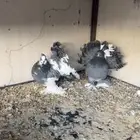 زوج رقاص هندي