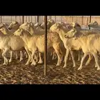 حريات خلفات 40 بالفحل معها 38 بهمها كبار