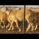 غنم حريات مراح صنف الصنف