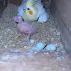 جوز كروان منتج