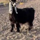معزا عوارض صنف بنات الراسي