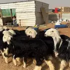 رخال نجد كفو(تم البييع)