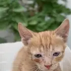 قط للتبني