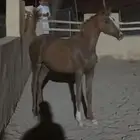 مهره شعبيه شيخه