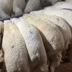 حريات وسواكن اضاحي