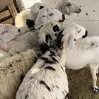 فحل ضان كفو