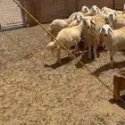 اضاحي حرية 6 اشهر ونصف و 7اشهر ونصف