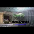 جوز بلابل طفرة