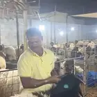 اضحية العيد