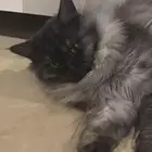 قط ذكر للتبني