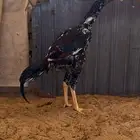 ديك فوليا فرخ