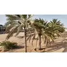 ثمار نخيل للبيع في الغويلا