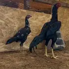 جوز باكستاني بشاير