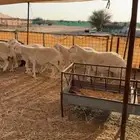 غنم طيبه على ولاد