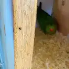 للبيع جوز دره منتج